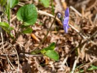 Viola riviniana Holmeja, Svedala, Skåne, Sweden 20150502_0053