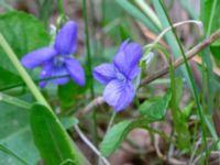 Viola riviniana Ramsåsa, Tomelilla, Skåne, Sweden 20190501_0032