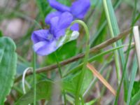 Viola riviniana Ramsåsa, Tomelilla, Skåne, Sweden 20190501_0034