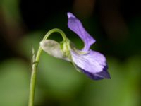 Viola riviniana Riseberga, Malmö, Skåne, Sweden 20200516_0004