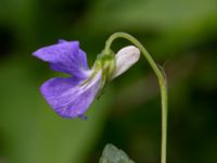 Viola riviniana Riseberga, Malmö, Skåne, Sweden 20200516_0010