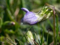 Viola riviniana Risen, Genarp, Lund, Skåne, Sweden 20140427_0031