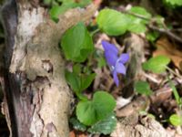 Viola riviniana Stenshuvud, Simrishamn, Skåne, Sweden 20150503_0073