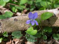 Viola riviniana Stenshuvud, Simrishamn, Skåne, Sweden 20150503_0074