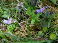 Viola rupestris ssp. rupestris Tosteberga ängar, Kristianstad, Skåne, Sweden 20150514_0100