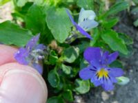 Viola tricolor Husie mosse, Malmö, Skåne, Sweden 20230531_0013