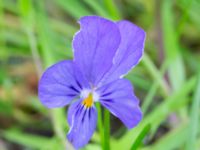 Viola tricolor Husie mosse, Malmö, Skåne, Sweden 20230531_0016