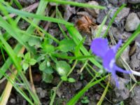 Viola tricolor Husie mosse, Malmö, Skåne, Sweden 20230531_0017