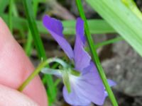 Viola tricolor Husie mosse, Malmö, Skåne, Sweden 20230531_0018