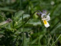 Viola tricolor Risen, Genarp, Lund, Skåne, Sweden 20140501_0148