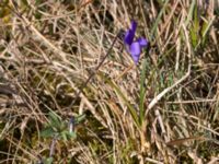 Viola tricolor ssp. curtisii Gropahålet, Kristianstad, Skåne, Sweden 20160505_0126