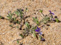 Viola tricolor ssp. curtisii Vårhallen, Simrishamn, Skåne, Sweden 20160606_0078