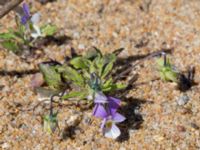 Viola tricolor ssp. curtisii Vårhallen, Simrishamn, Skåne, Sweden 20160606_0079