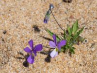 Viola tricolor ssp. curtisii Vårhallen, Simrishamn, Skåne, Sweden 20160606_0085