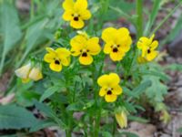 Viola × wittrockiana Herrgårdsparken, Fröseke, Uppvidinge, Småland 20190608_0582