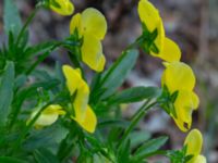 Viola × wittrockiana Herrgårdsparken, Fröseke, Uppvidinge, Småland 20190608_0583