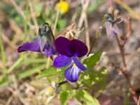 Viola x wittrockiana Lindängelunds rekreationsområde, Malmö, Skåne, Sweden 20160814_0043