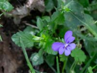 Viola x wittrockiana NNO pumphuset, Husie mosse, Malmö, Skåne, Sweden 20220831_0050