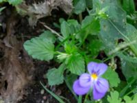 Viola x wittrockiana NNO pumphuset, Husie mosse, Malmö, Skåne, Sweden 20220831_0052