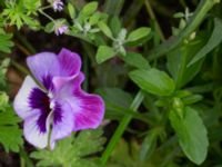 Viola x wittrockiana NNO pumphuset, Husie mosse, Malmö, Skåne, Sweden 20220831_0071