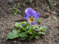 Viola x wittrockiana Väderögatan, Malmö hamn, Malmö, Skåne, Sweden 20170625_0021