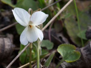 Viola alba - Parma Violet - Silverviol