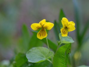 Viola biflora - Arctic Yellow Violet - Fjällviol