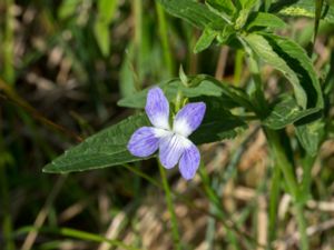 Viola elatior - Shrubby Violet - Storviol