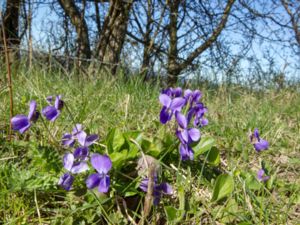 Viola hirta - Hairy Violet - Buskviol