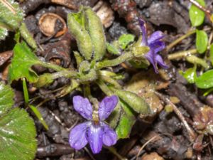 Viola hirta x odorata