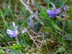 Viola rupestris - Teesdale Violet - Sandviol