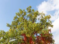 Quercus robur et Parthenocissus quinquefolia Vombs by, Lund, Skåne, Sweden 20141004_0013