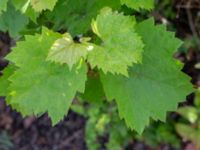 Vitis vinifera Stolpalösa koloniområde, Malmö, Skåne, Sweden 20240714_0213