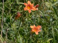 Hemerocallis fulva Eskiltorps ängar, Vellinge, Skåne, Sweden 20150716_0038