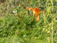 Hemerocallis fulva F.d. kolonilotter Östra odlingsområdet, Malmö, Skåne, Sweden 20240906_0041