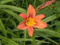 Hemerocallis fulva Lokstallarna, Malmö, Skåne, Sweden 20170705_0048