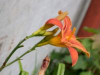 Hemerocallis fulva Lokstallarna, Malmö, Skåne, Sweden 20170705_0050