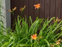 Hemerocallis fulva Lokstallarna, Malmö, Skåne, Sweden 20170705_0051