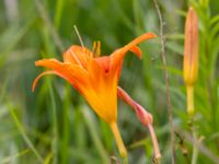 Hemerocallis fulva Terekudden, Bunkeflo strandängar, Malmö, Skåne, Sweden 20230630_0063