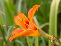 Hemerocallis fulva Terekudden, Bunkeflo strandängar, Malmö, Skåne, Sweden 20230630_0065