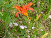 Hemerocallis fulva Ulricedal, Malmö, Skåne, Sweden 20190701_0026