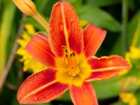 Hemerocallis fulva Ulricedal, Malmö, Skåne, Sweden 20190701_0027