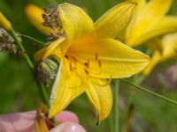 Hemerocallis lilioasphodelus Ödetomt, Åstorp, Skåne, Sweden 20220618_0084