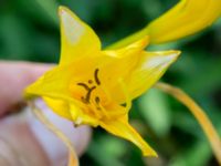 Hemerocallis lilioasphodelus Björka, Helsingborg, Skåne, Sweden 20240601_0011