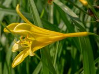 Hemerocallis lilioasphodelus Björka, Helsingborg, Skåne, Sweden 20240601_0053