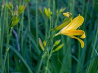 Hemerocallis lilioasphodelus Herrgårdsparken, Fröseke, Uppvidinge, Småland 20190608_0575