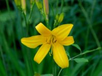 Hemerocallis lilioasphodelus Herrgårdsparken, Fröseke, Uppvidinge, Småland 20190608_0576