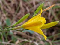 Hemerocallis lilioasphodelus Norra Vallgatan 20, Malmö, Skåne, Sweden 20230711_0039