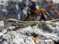 Darevskia armeniaca Ai Petri, Crimea, Russia 20150917_0050