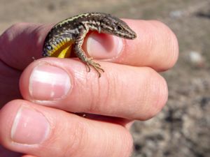 Darevskia daghestanica - Daghestan Rock Lizard -